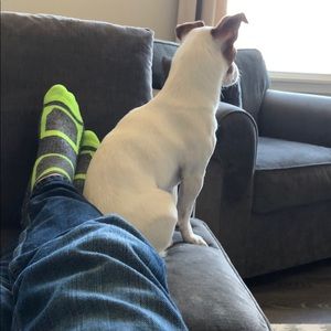 Meet your Posher, Dennis